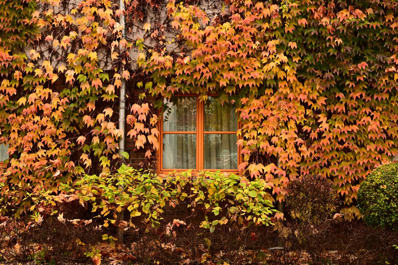 Autumn Window Scenery, photography